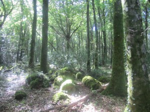 Coole park wolf tree