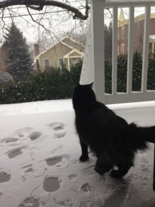 Poe in the snow