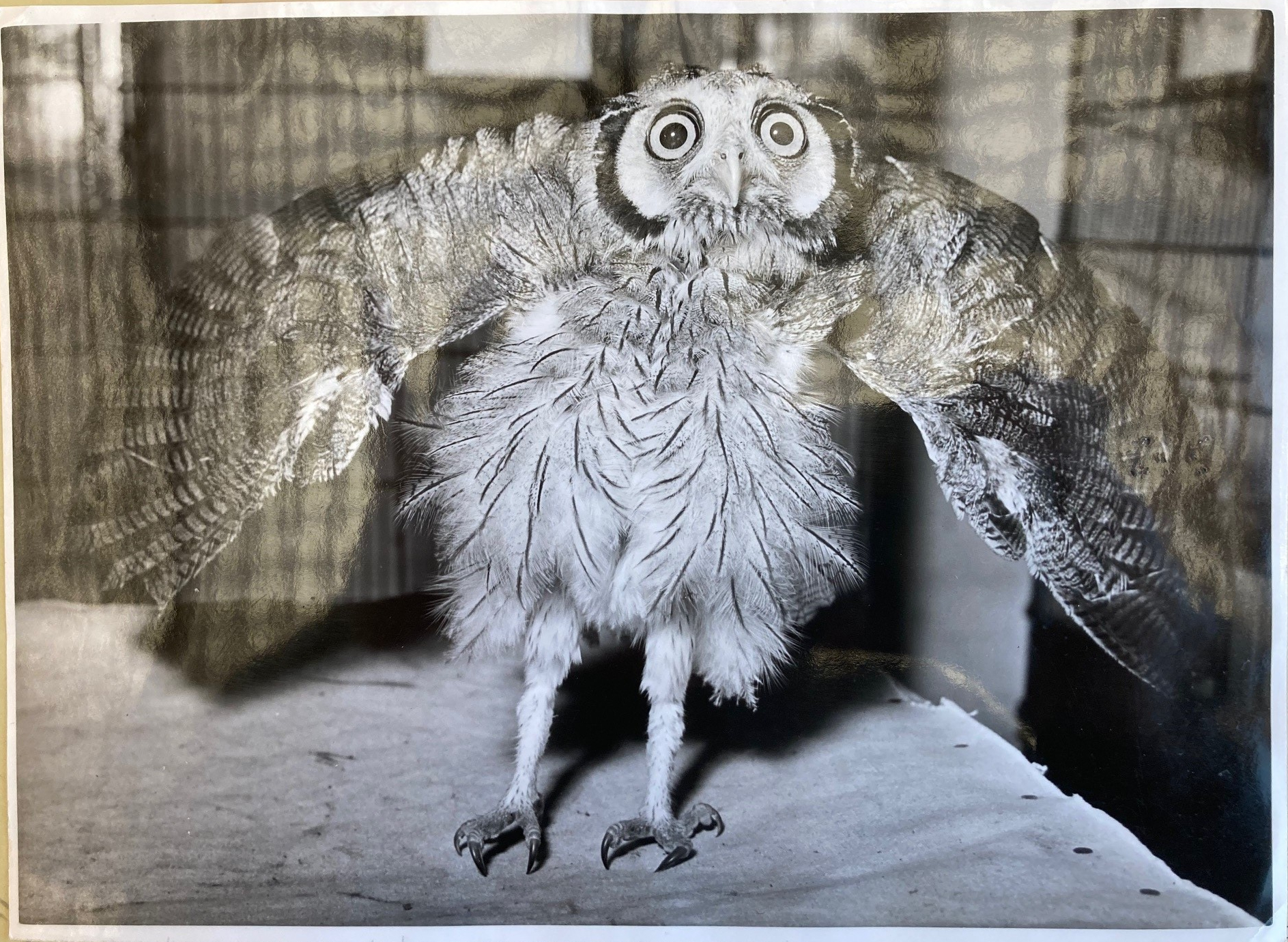 H.D. and my owlish, Fool-ish life