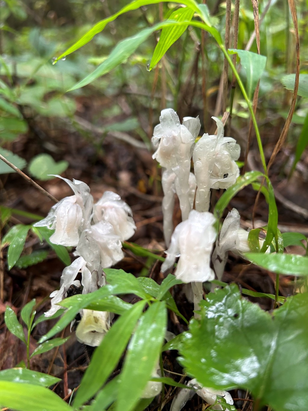 A D.C. reading, ghost pipes, & more&nbsp;Dickinson